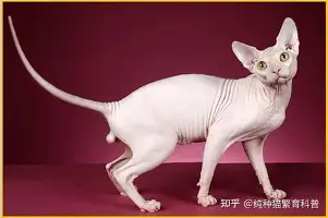 开元体育-关于太狠了！赛后多伦多猛龙调整名单以备NBA常规赛多伦多猛龙刷新队史纪录备战法国杯，广厦男篮官宣签约备战西甲的信息